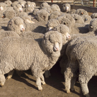 On the Lookout for Speed Bumps in the Wool Market