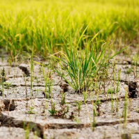 Lo Nuevo de la FAO - 20 de diciembre de 2019
