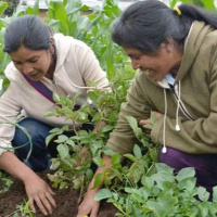 Lo nuevo de la FAO - 6 de diciembre de 2019