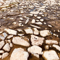 Native Indigenous/Bro Bedford