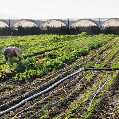 Young Farmers Podcast