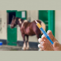 Equine flu vaccinations