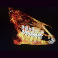 Episode 8 - Dentistry  The Dales