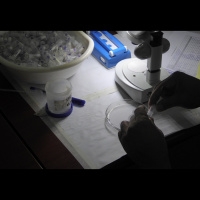 Podcast: Making malaria history, psychedelics for depression and a new diet