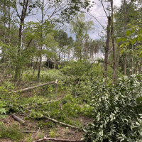Dos and Donts with a Timber Harvest