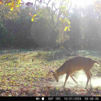 How to Effectively Run Trail Cameras