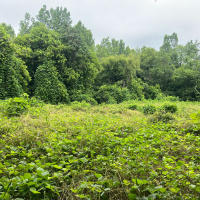 Fight the good fight. How to overcome invasives.