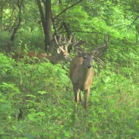 Top Priority Deer Checklist to Complete in August