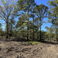 Dos and Donts of a Timber Harvest Pt. 2