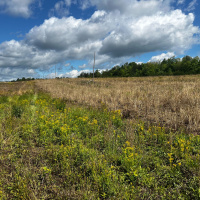 Consultation Review and Truths of Summer Food Plots
