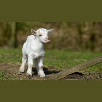 Episode 3 - Dallas Downs. Twitter. Goats.