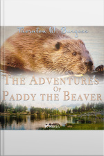 The Adventures Of Paddy The Beaver