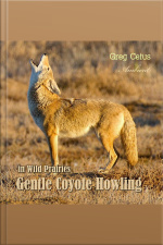 Gentle Coyote Howling In Wild Prairies