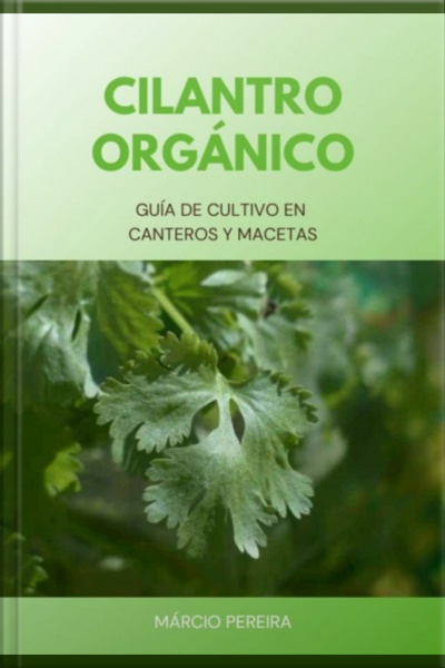 Cilantro Orgánico