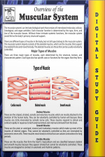 Muscular System (blokehead Easy Study Guide)