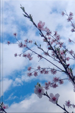 Hanami