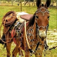 Cuidado com a teta do burro - Episódio 126