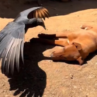 Ainda estou aqui - Episódio 127