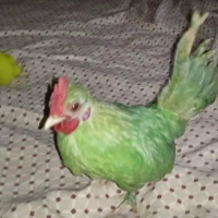 O que passou, passou - Episódio 75