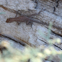 RJ Kaavya takes caller 11th Link