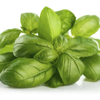 तुलसी का महत्व | Medicinal value of Basil leaf