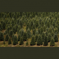 Christmas Tree - Part 2