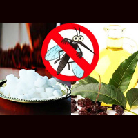 World Mosquito Day: Here Are 5 Home Remedies To Tackle These Little Critters