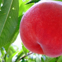 Truyện cổ tích về chàng trai trái đào