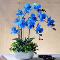 Sự tích hoa phong lan