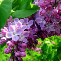 Sự tích hoa tử đinh hương Ba Tư