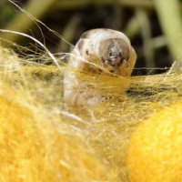 Sự tích con tằm trong truyện Tàm hoa nương tử