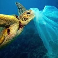 Rùa cũng biết khóc