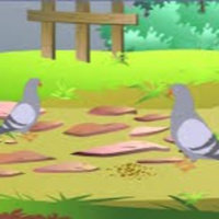 Ong mật và chim bồ câu