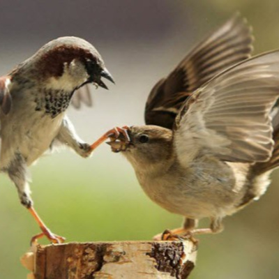 Vov - Truyên Kê Cho Be