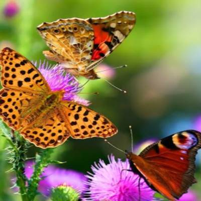 Vov - Truyên Kê Cho Be