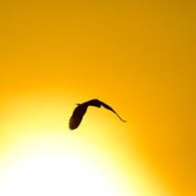 Vov - Truyên Kê Cho Be