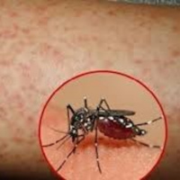 Sốt xuất huyết liệu có bùng phát ở miền Bắc?