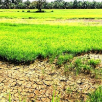 Chuyển đổi xanh - Thâm canh quá mức, vựa lúa ĐBSCL đối mặt suy thoái đất 