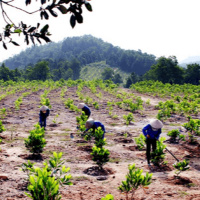 VOV - Sống chung với biến đổi khí hậu: Trồng rừng thích ứng với biến đổi khí hậu