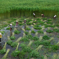 VOV - Sống chung với biến đổi khí hậu: Đồng bằng sông Cửu Long với các biện pháp thích ứng với biến đổi khí hậu