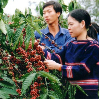 Biến đổi khí hậu: Nông nghiệp bền vững góp phần đưa phát thải ròng về 0 theo cam kết tại COP26