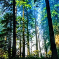 Chuyển đổi xanh - Phát triển rừng bền vững để tăng tài chính xanh