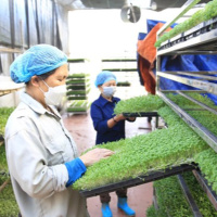 Chuyển đổi xanh - Sản xuất xanh lương thực, thực phẩm: Cơ hội và thách thức 