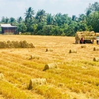 Chuyển đổi xanh - Tăng vòng đời cho rơm rạ gắn với giảm phát thải