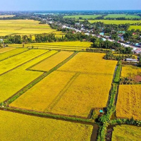 Chuyển đổi xanh - Giảm phát thải khí nhà kính trong trồng lúa hướng tới tăng trưởng xanh