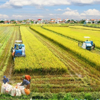 Chuyển đổi xanh - ĐBSCL: Trồng lúa giảm phát thải, hướng đến nông nghiệp xanh 