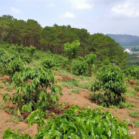 VOV - Tài nguyên và môi trường: Nhiều bất cập trong quản lý đất có nguồn gốc nông, lâm trường 