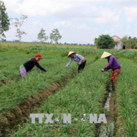 VOV - Sống chung với biến đổi khí hậu: Chuyển đổi cơ cấu cây trồng thích ứng với biến đổi khí hậu