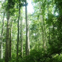 Biến đổi khí hậu - Tăng diện tích trồng rừng – Thêm thu nhập từ giảm phát thải khí nhà kính