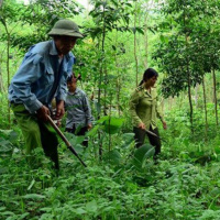 VOV - Sống chung với biến đổi khí hậu: Tạo sinh kế bền vững cho cộng đồng để bảo vệ và phục hồi rừng tự nhiên